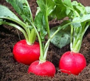 Азотное удобрение Азотное удобрение