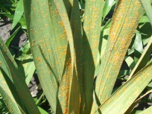 Гладиолусы – посадка и уход, советы садоводов (гладиолус, посадка, уход, садовод) садовод