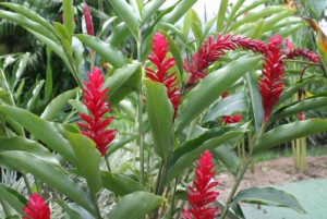 Как вырастить имбирь в домашних условиях – правила ухода (вырастить, имбирь, домашний, уход, домашних условиях, вырастить домашних) домашний