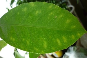 Выращивание лимона в домашних условиях – советы садоводам (выращивание, лимон, домашний, садовод, домашних условиях) выращивание