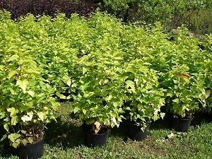 Пузыреплодник виды, сорта, фото и описание, пузыреплодник калинолистный в ландшафтном дизайне, (пузыреплодник, сорт, фото, описание) пузыреплодник