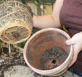 Выращивание лимона в домашних условиях – советы садоводам (выращивание, лимон, домашний, садовод, домашних условиях) садовод
