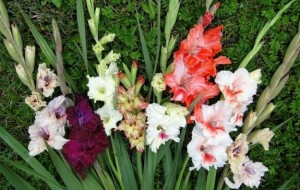 Гладиолусы – посадка и уход, советы садоводов (гладиолус, посадка, уход, садовод) уход