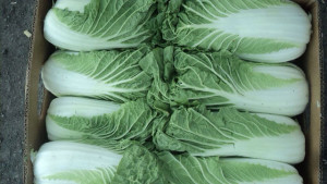 Пекинская капуста выращивание в открытом грунте на огороде, как вырастить пекинскую капусту в (пекинский, капуста, выращивание, грунт, огород) огород