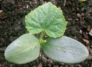 Как правильно выращивать огурцы – уход, фото и видео (выращивать, огурец, уход, фото, видео, неправильной формы) неправильной формы