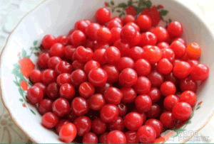 Выращивание Войлочной вишни – фото, размножение (выращивание, войлочный, вишня, фото, размножение, войлочной вишни) войлочной вишни