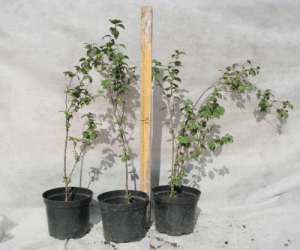 Выращивание Войлочной вишни – фото, размножение (выращивание, войлочный, вишня, фото, размножение, войлочной вишни) войлочной вишни