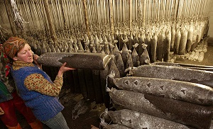 Вешенки выращивание в домашних условиях как выращивать грибные блоки, сколько растут вешенки, как (вешенки, выращивание, домашний, выращивать) выращивание