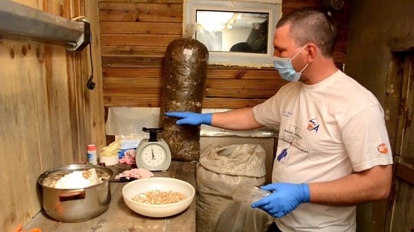 Вешенки выращивание в домашних условиях как выращивать грибные блоки, сколько растут вешенки, как (вешенки, выращивание, домашний, выращивать) домашний