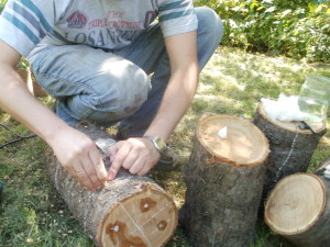 Вешенки выращивание в домашних условиях как выращивать грибные блоки, сколько растут вешенки, как (вешенки, выращивание, домашний, выращивать) домашний