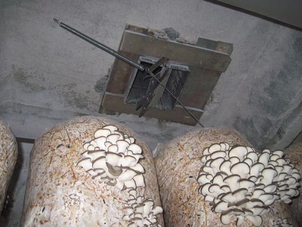 Вешенки выращивание в домашних условиях как выращивать грибные блоки, сколько растут вешенки, как (вешенки, выращивание, домашний, выращивать) выращивать