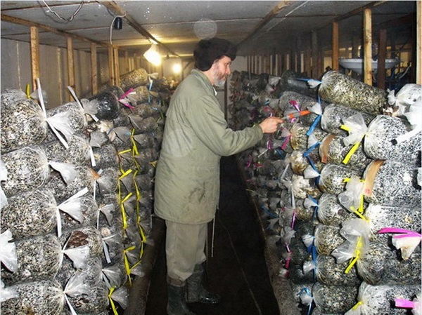 Вешенки выращивание в домашних условиях как выращивать грибные блоки, сколько растут вешенки, как (вешенки, выращивание, домашний, выращивать) вешенки