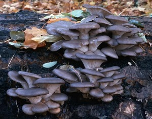 Вешенки выращивание в домашних условиях как выращивать грибные блоки, сколько растут вешенки, как (вешенки, выращивание, домашний, выращивать) выращивать