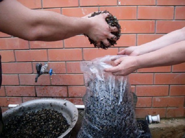 Вешенки выращивание в домашних условиях как выращивать грибные блоки, сколько растут вешенки, как (вешенки, выращивание, домашний, выращивать) домашний