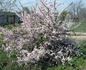 Выращивание Войлочной вишни – фото, размножение (выращивание, войлочный, вишня, фото, размножение, войлочной вишни) войлочной вишни