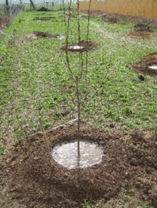 Выращивание Войлочной вишни – фото, размножение (выращивание, войлочный, вишня, фото, размножение, войлочной вишни) войлочной вишни