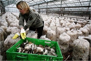 Вешенки выращивание в домашних условиях как выращивать грибные блоки, сколько растут вешенки, как (вешенки, выращивание, домашний, выращивать) выращивание