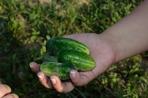 Как правильно выращивать огурцы – уход, фото и видео (выращивать, огурец, уход, фото, видео, неправильной формы) фото