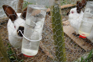 Поилка для кроликов своими руками из бутылки: какой она должна быть?