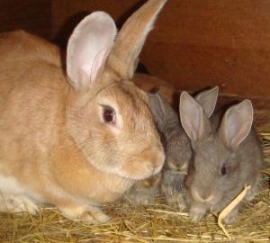 Изготовление клетки для кроликов – пошаговая инструкция (клетка, кролик, пошаговая, инструкция, кормушки поилки) инструкция