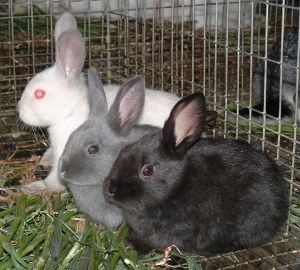 Изготовление клетки для кроликов – пошаговая инструкция (клетка, кролик, пошаговая, инструкция, кормушки поилки) пошаговая