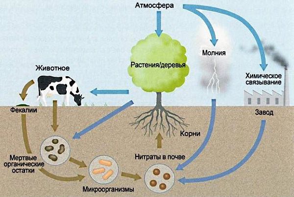 Круговорот азота в природе.