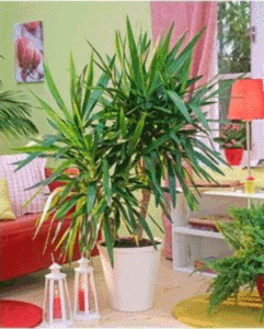 Правила посадки и ухода за юккой - советы растениеводов (посадка, уход, юкка, растениевод, домашних условиях) юкка