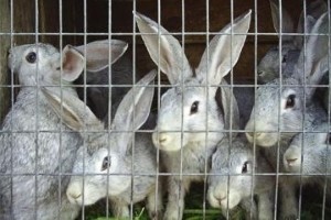 Изготовление клеток для кроликов