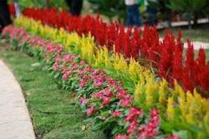 Самые популярные бордюрные растения для сада | Интернет-магазин садовых растений