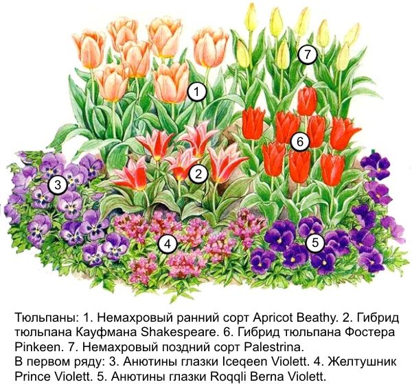 Схема клумбы с тюльпанами