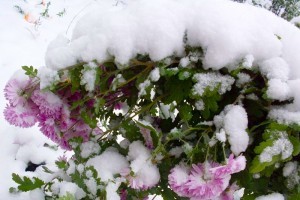Красивоцветущие многолетники зимующие в открытом грунте