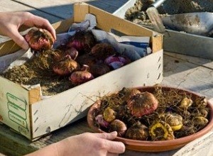 Хранить выкопанные луковицы многолетников лучше всего в деревянном ящике
