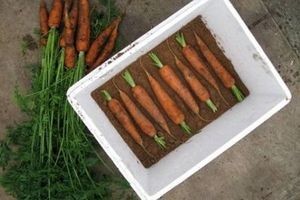 Как правильно хранить морковь в домашних условиях — рекомендации. Жми!