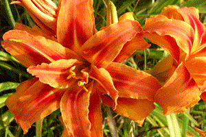 Цветки лилейника сорта Эприкот Бьюти
