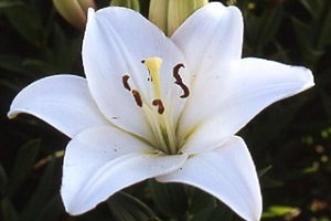 Цветок лилии Бах