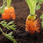 carrots_grow_medium