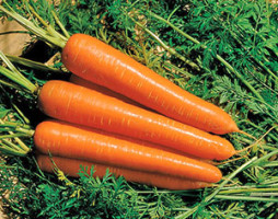 Разные сорта моркови — черная, красная, желтая, фиолетовая и белая. Жми!
