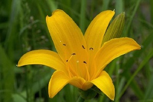 Цветок лилейника Миддендорф