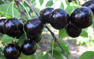 Плоды черной вишни "Россошанская"