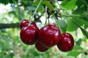 Плоды вишни "Молодежная"