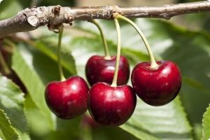Плоды вишни сорта "Сания" 
