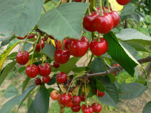 Плоды вишни "Тургеневка"