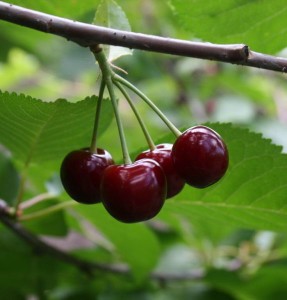 Плоды вишни "Подбельская"