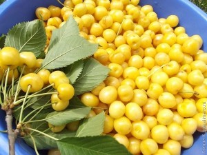 Плоды желтой черешни