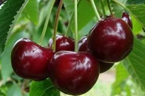 Плоды сорта вишни "Надежда"