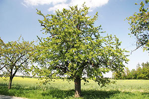 Дерево черешни 