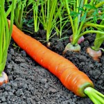 морковь на земле