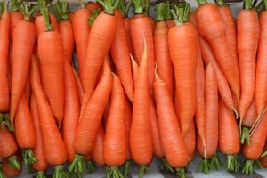 Устойчивые сорта моркови к болезням и вредителям thumbnail