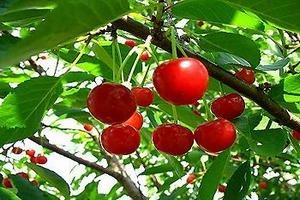 Плоды вишни "Приметная"