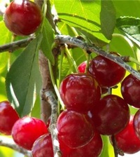 Плоды вишни "Прима"